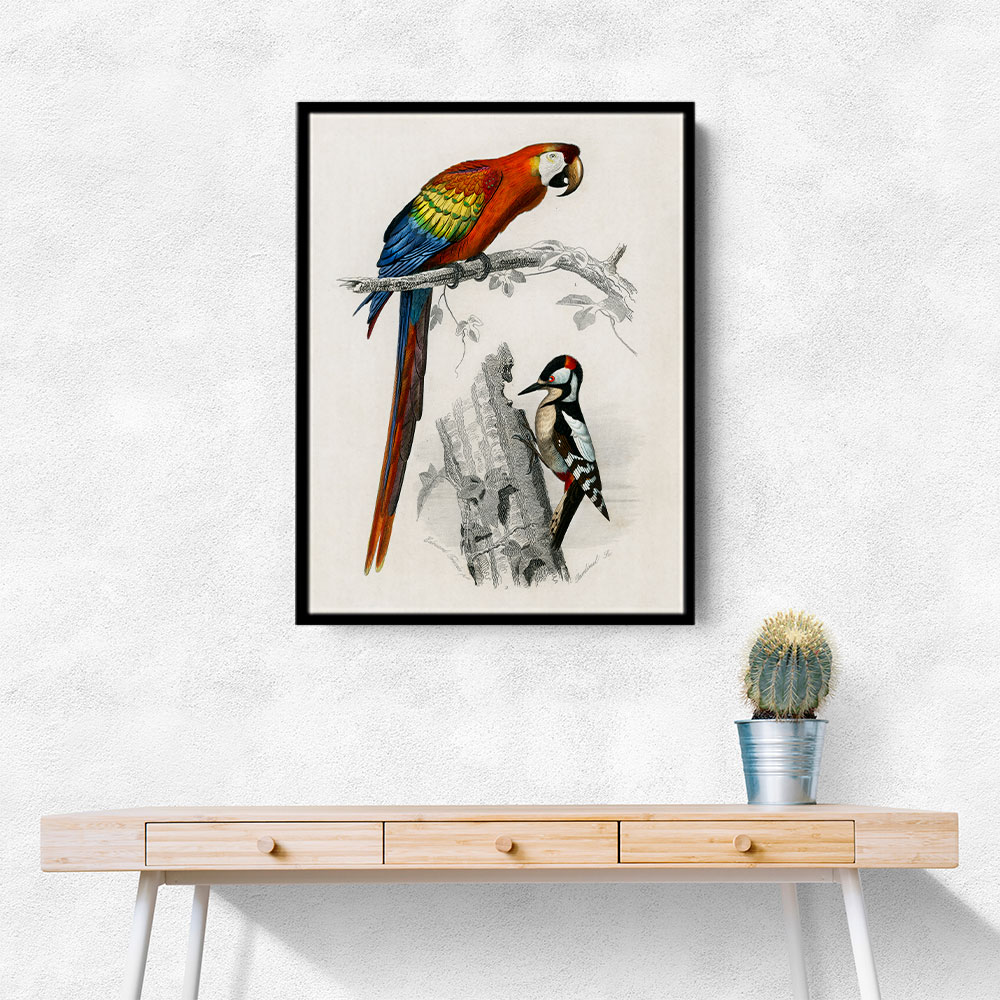 Vintage Parrot and Woodpecker