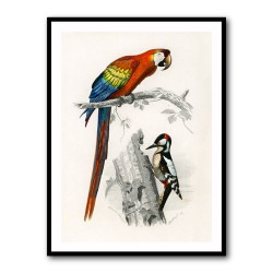 Vintage Parrot and Woodpecker