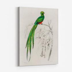 Vintage Pavonine Quetzal