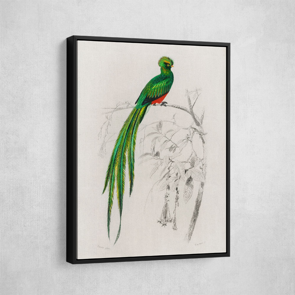 Vintage Pavonine Quetzal