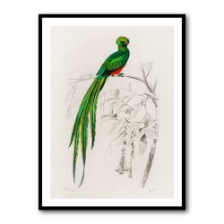 Vintage Pavonine Quetzal