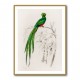 Vintage Pavonine Quetzal Vintage Pavonine Quetzal