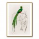 Vintage Pavonine Quetzal