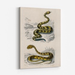 Vintage Rattlesnake and Saharan Horned Viper