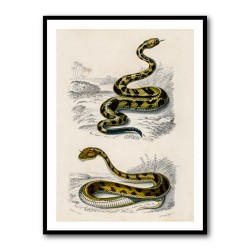 Vintage Rattlesnake and Saharan Horned Viper