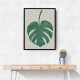 Monstera Aqua 05