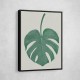 Monstera Aqua 05