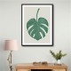 Monstera Aqua 05