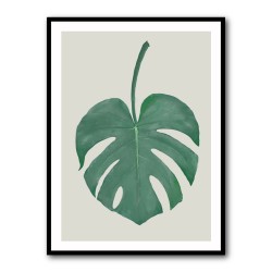 Monstera Aqua 05