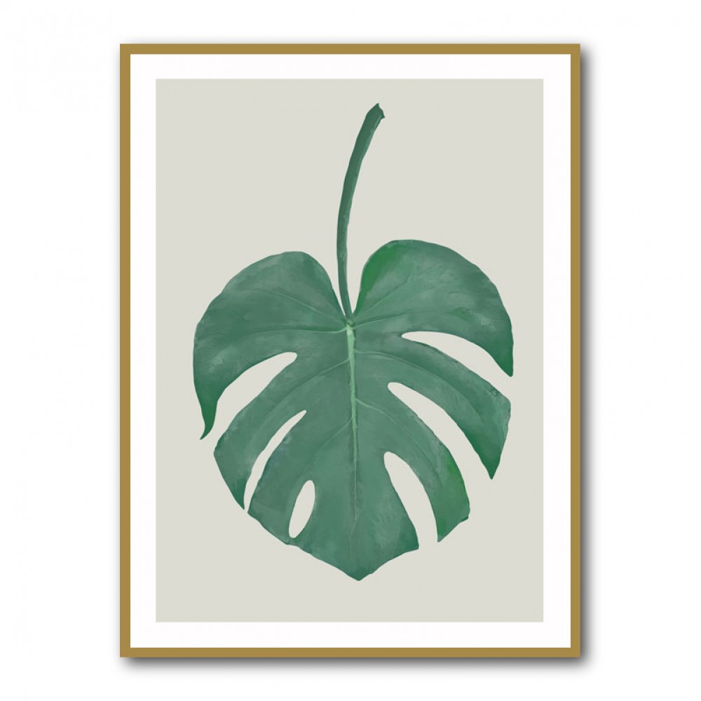 Monstera Aqua 05