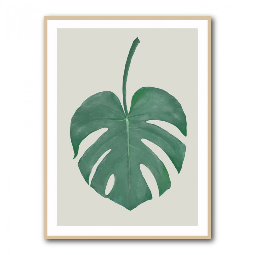 Monstera Aqua 05