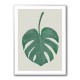 Monstera Aqua 05