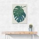 Monstera Aqua 06