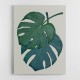 Monstera Aqua 06