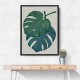 Monstera Aqua 06