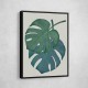 Monstera Aqua 06