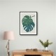 Monstera Aqua 06