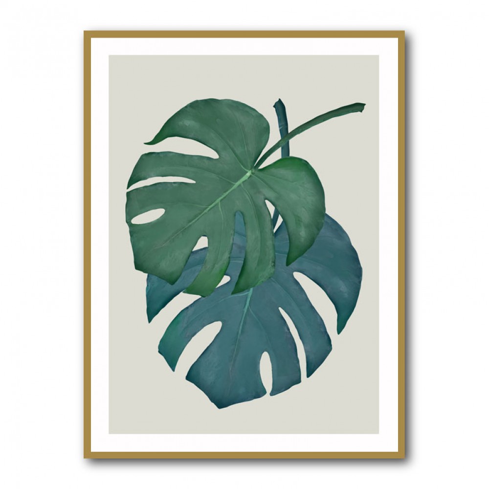 Monstera Aqua 06