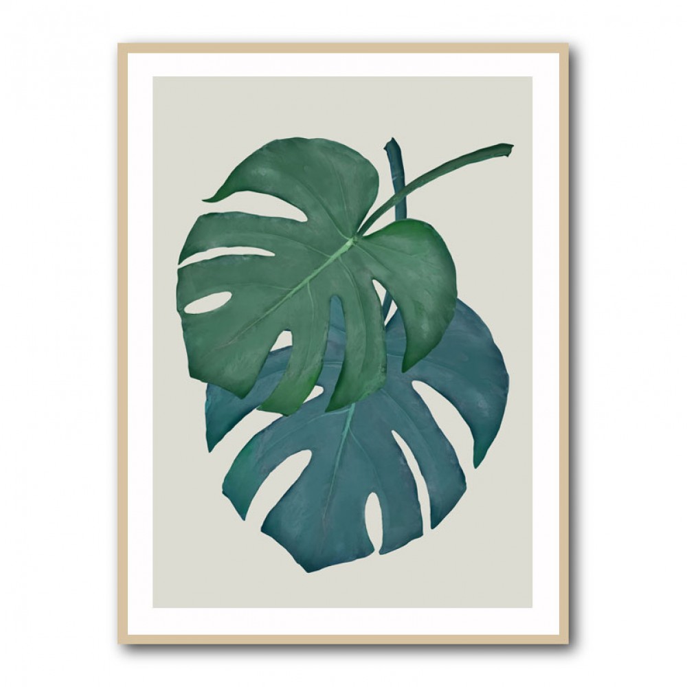 Monstera Aqua 06