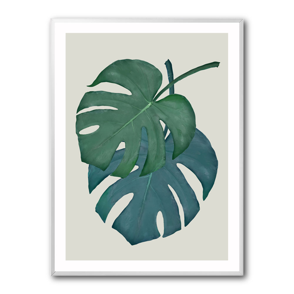 Monstera Aqua 06