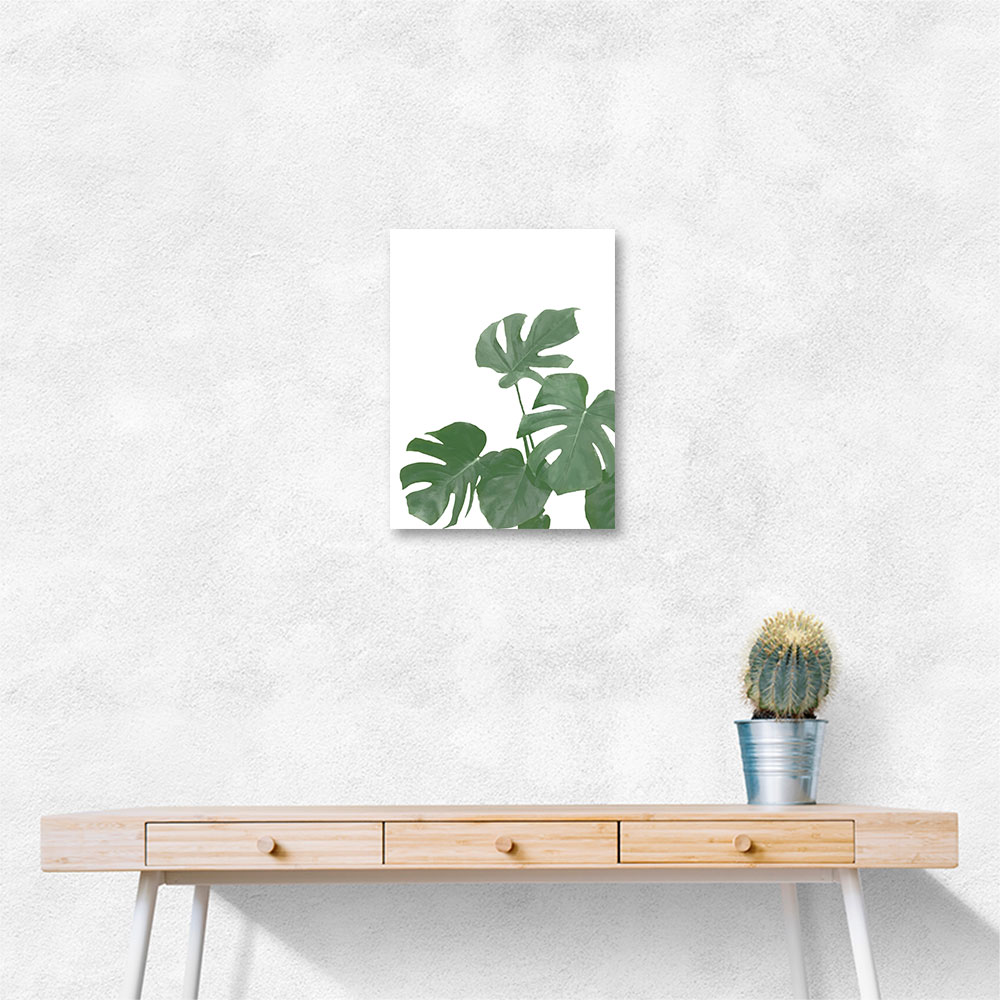 Monstera Aqua 04