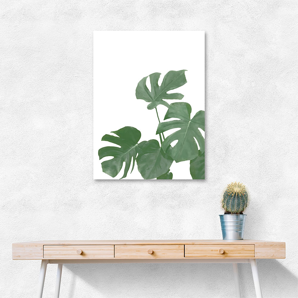 Monstera Aqua 04