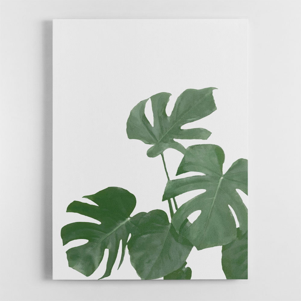 Monstera Aqua 04