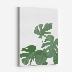 Monstera Aqua 04