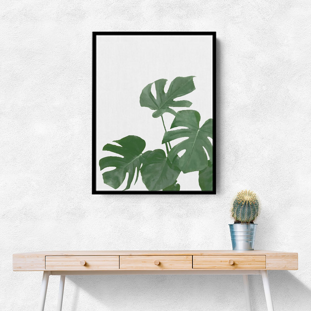 Monstera Aqua 04