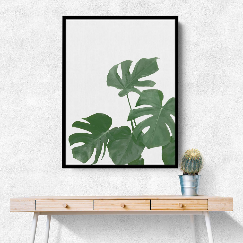 Monstera Aqua 04