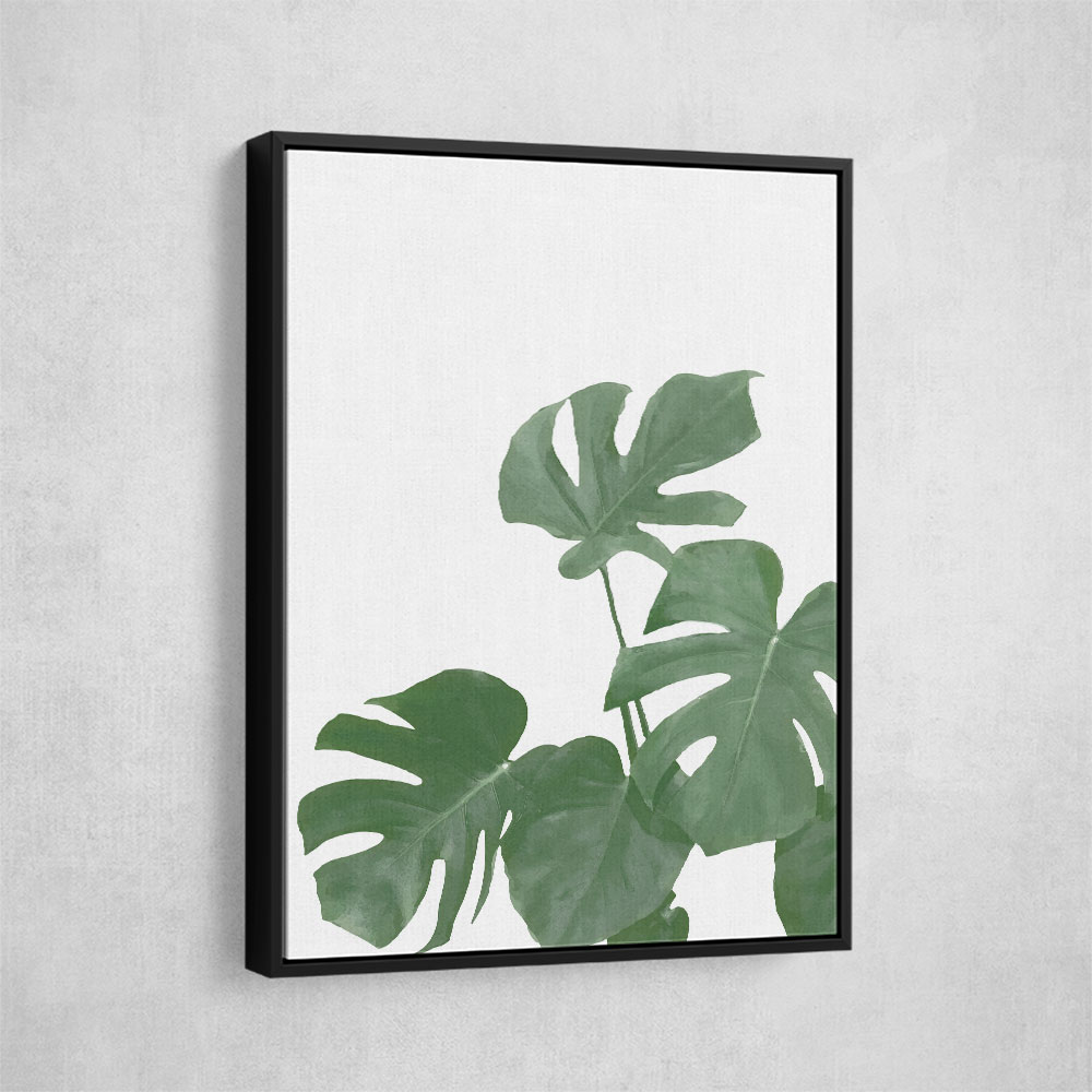 Monstera Aqua 04