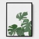 Monstera Aqua 04