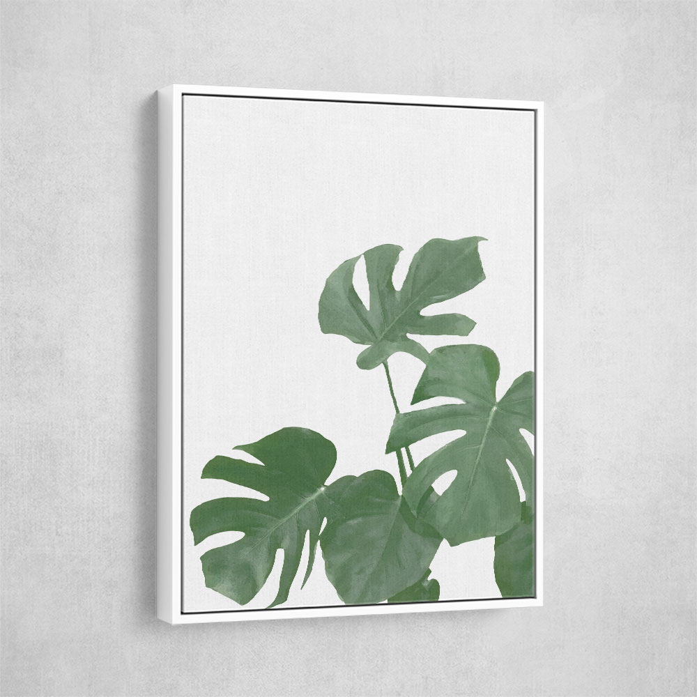 Monstera Aqua 04