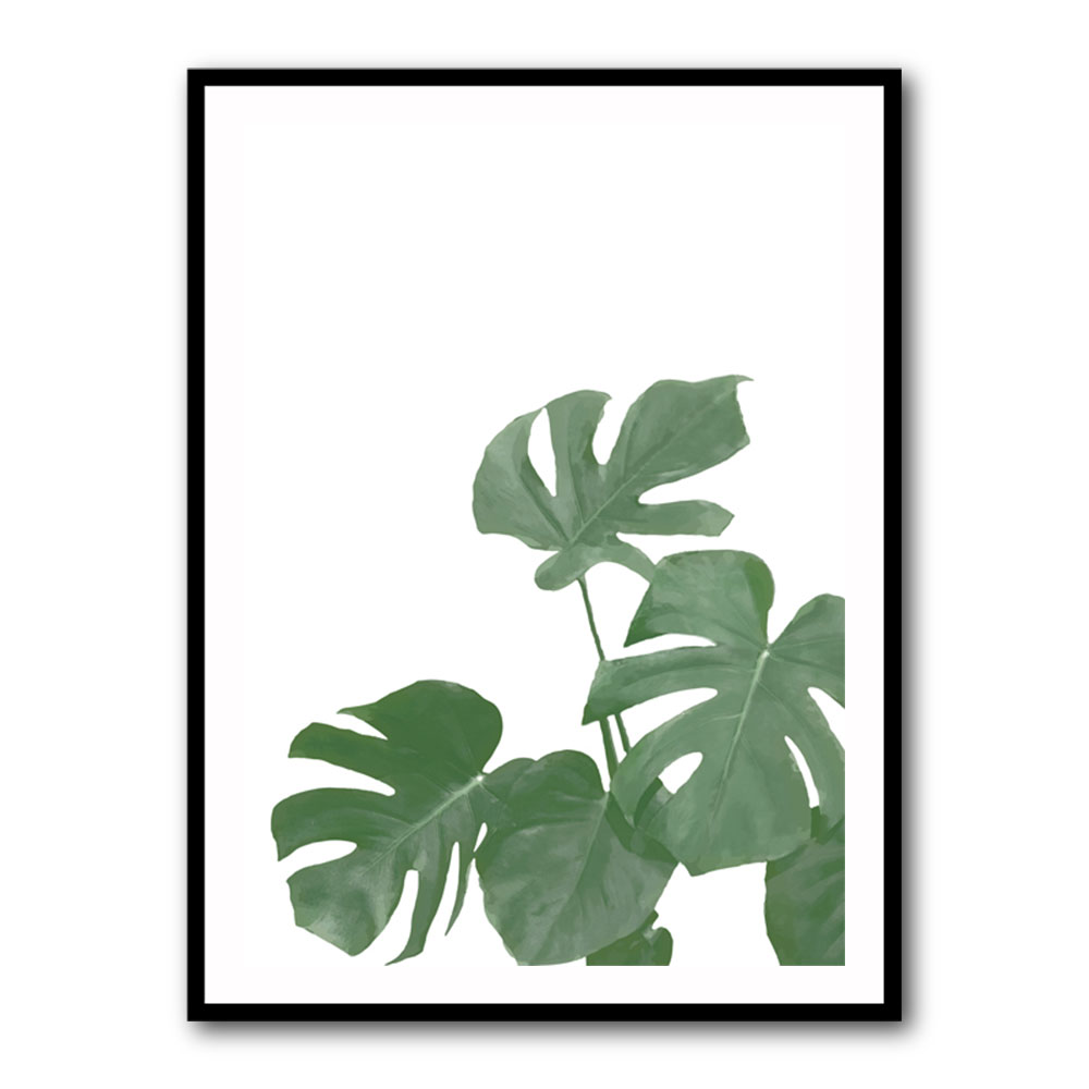 Monstera Aqua 04