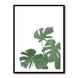 Monstera Aqua 04