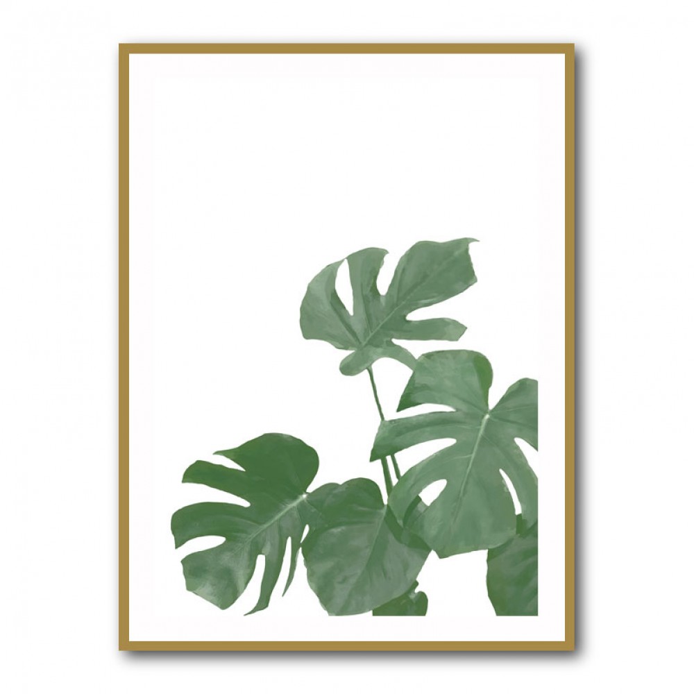 Monstera Aqua 04