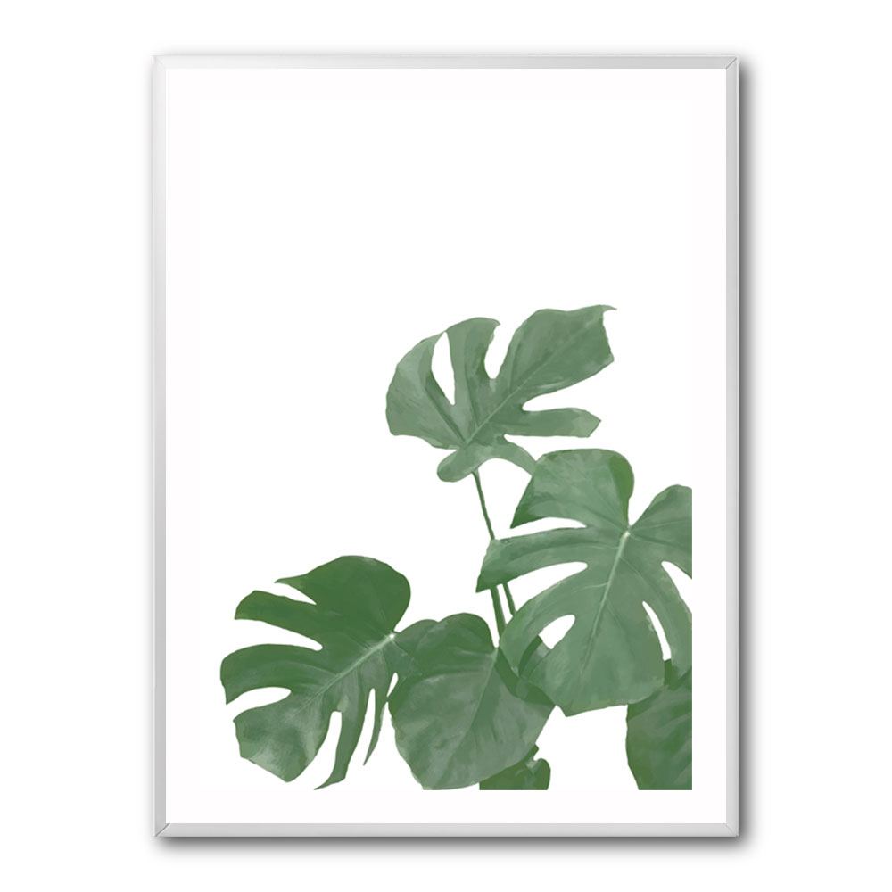 Monstera Aqua 04