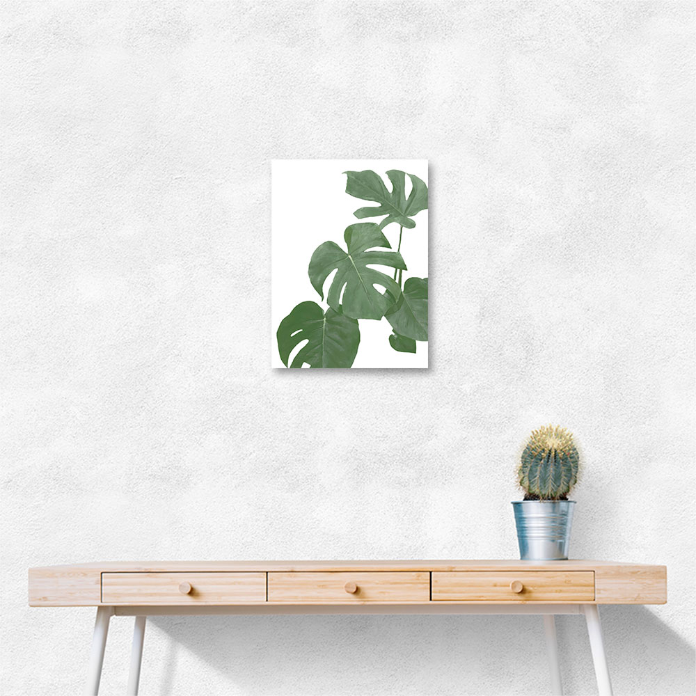 Monstera Aqua 03