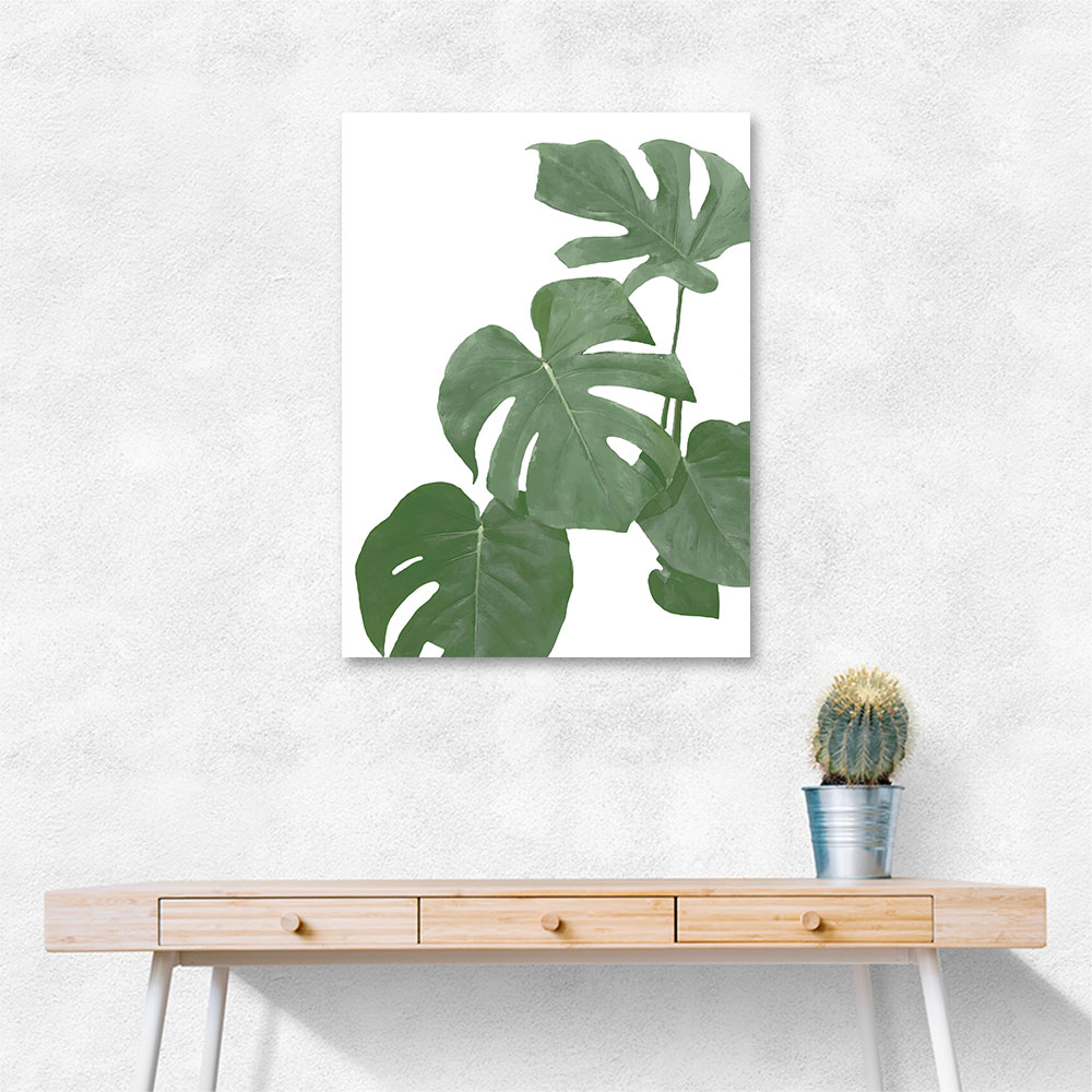 Monstera Aqua 03