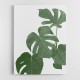 Monstera Aqua 03