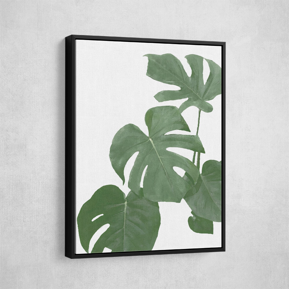 Monstera Aqua 03