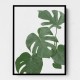 Monstera Aqua 03