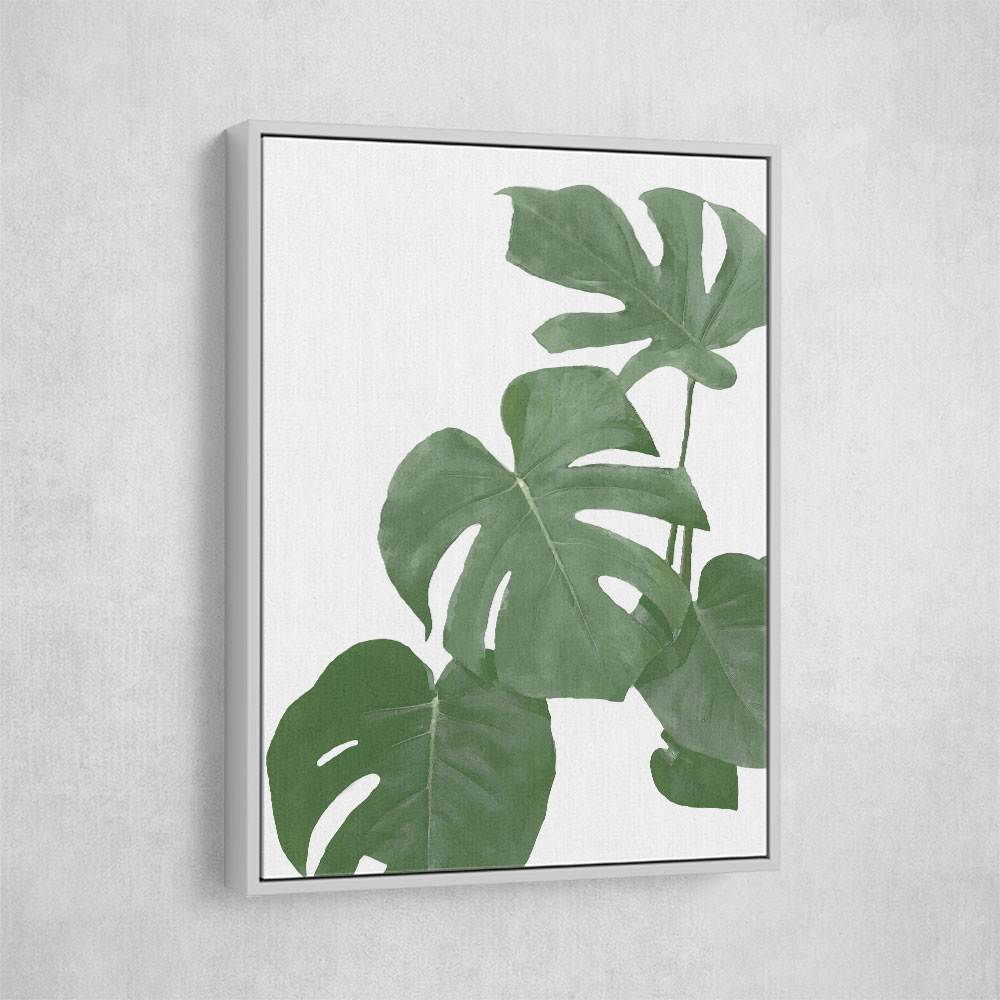 Monstera Aqua 03