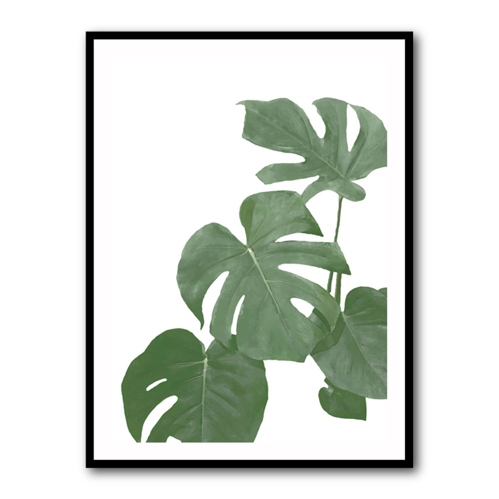 Monstera Aqua 03