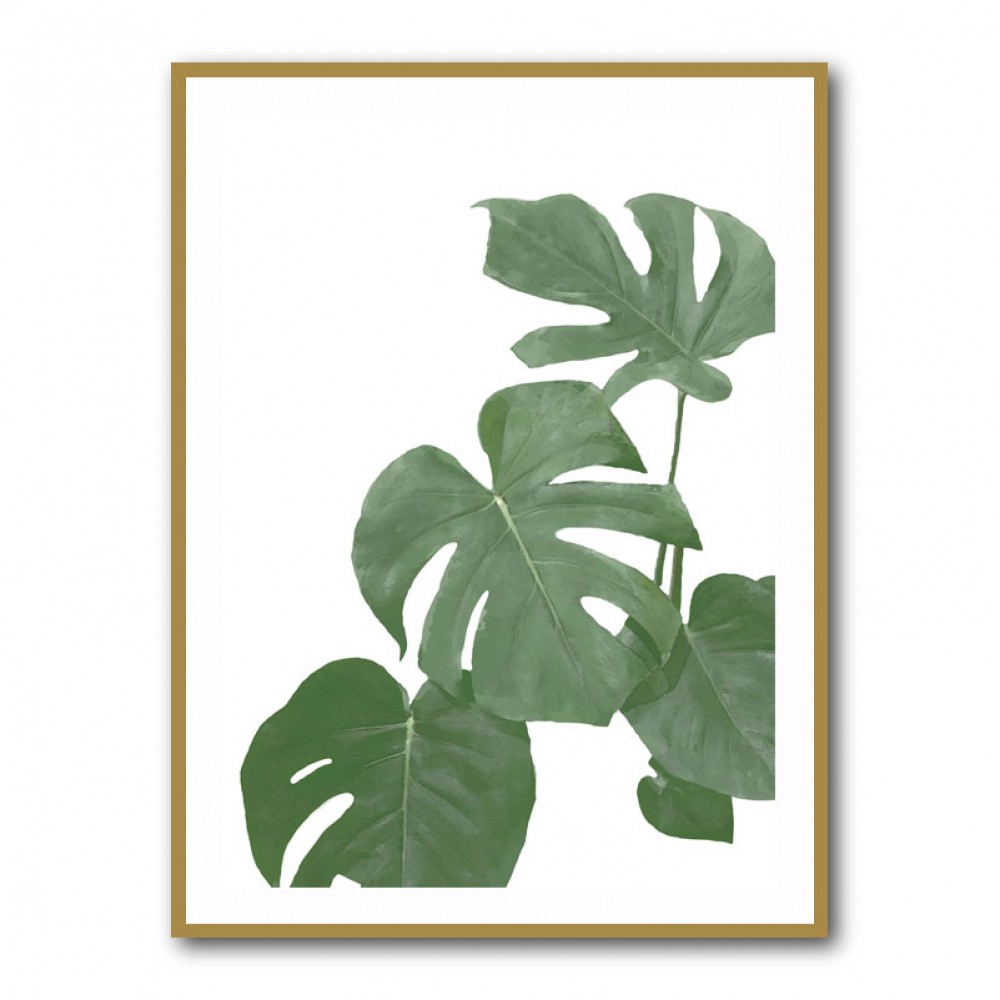 Monstera Aqua 03