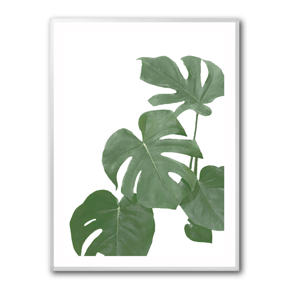 Monstera Aqua 03