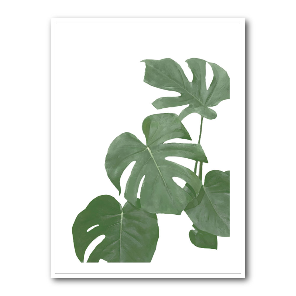 Monstera Aqua 03