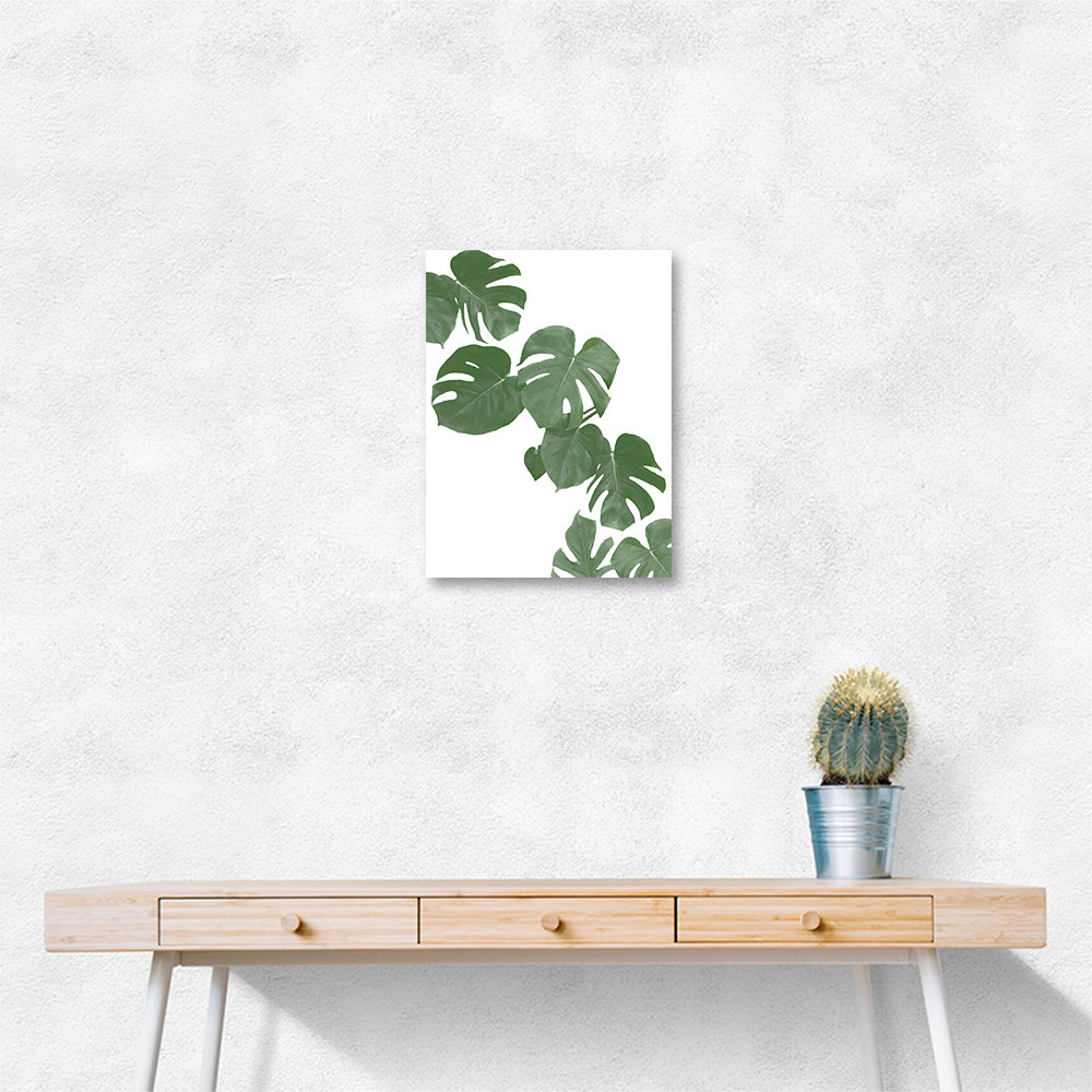 Monstera Aqua 02