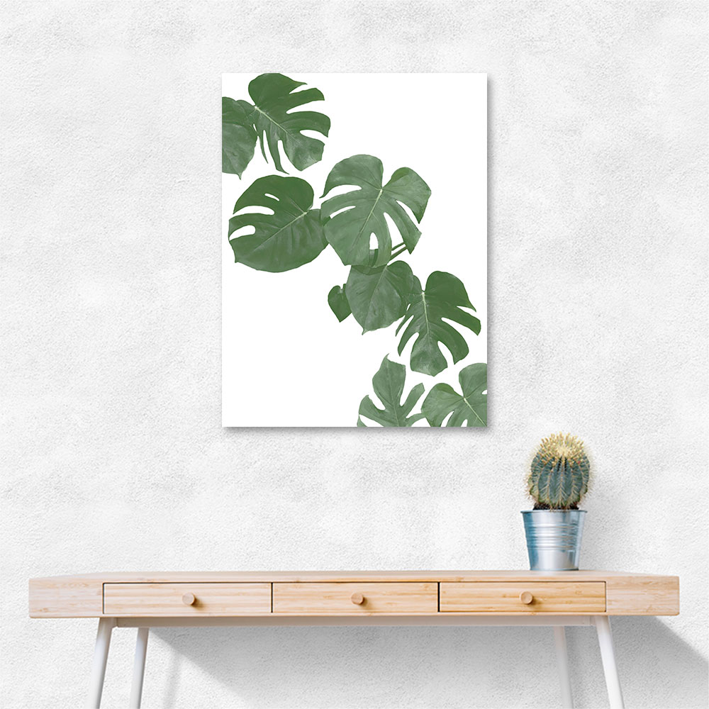 Monstera Aqua 02