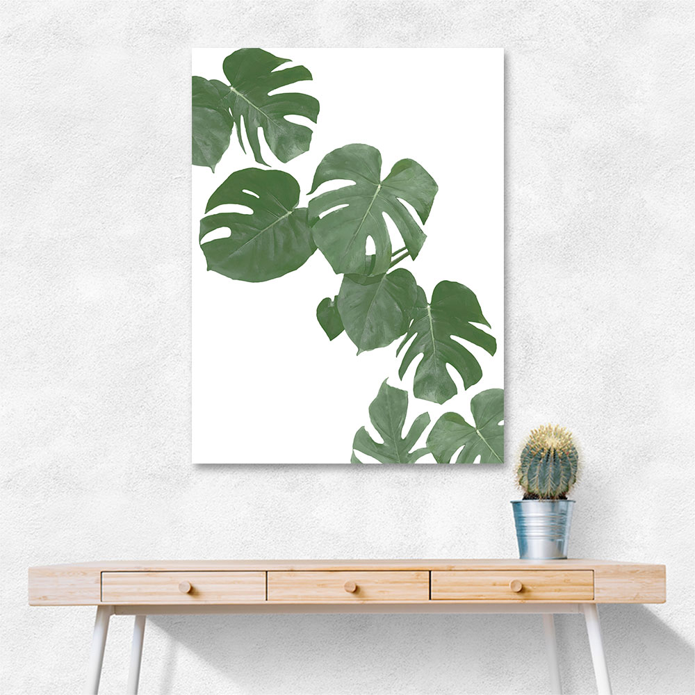 Monstera Aqua 02